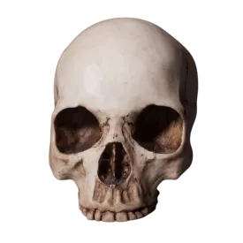 Budget Skull Cranium