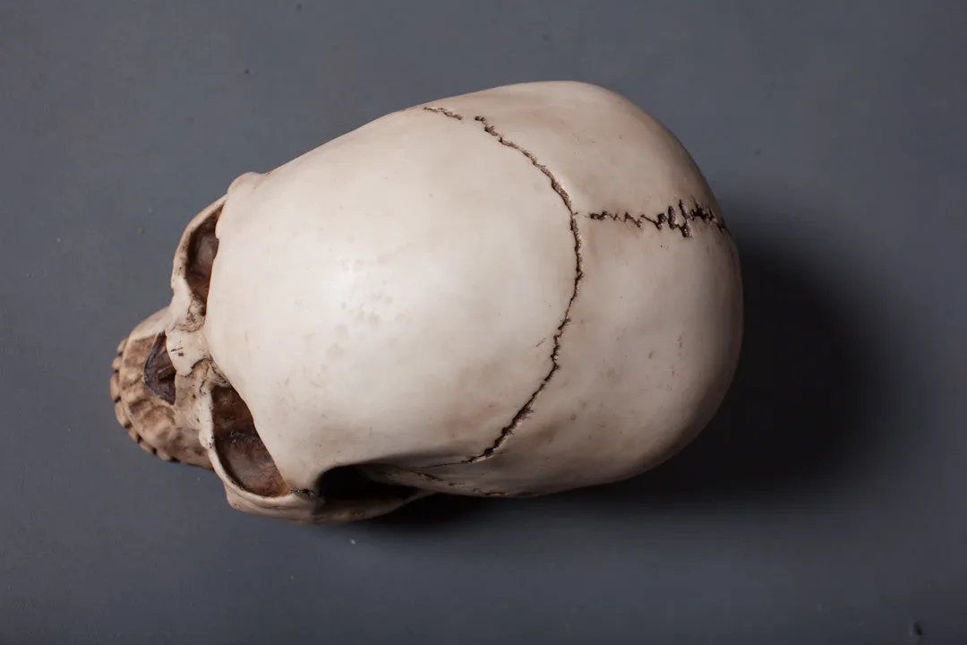 Budget Skull Cranium