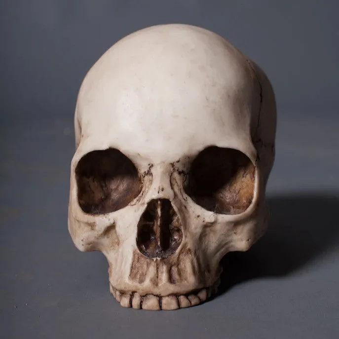 Budget Skull Cranium