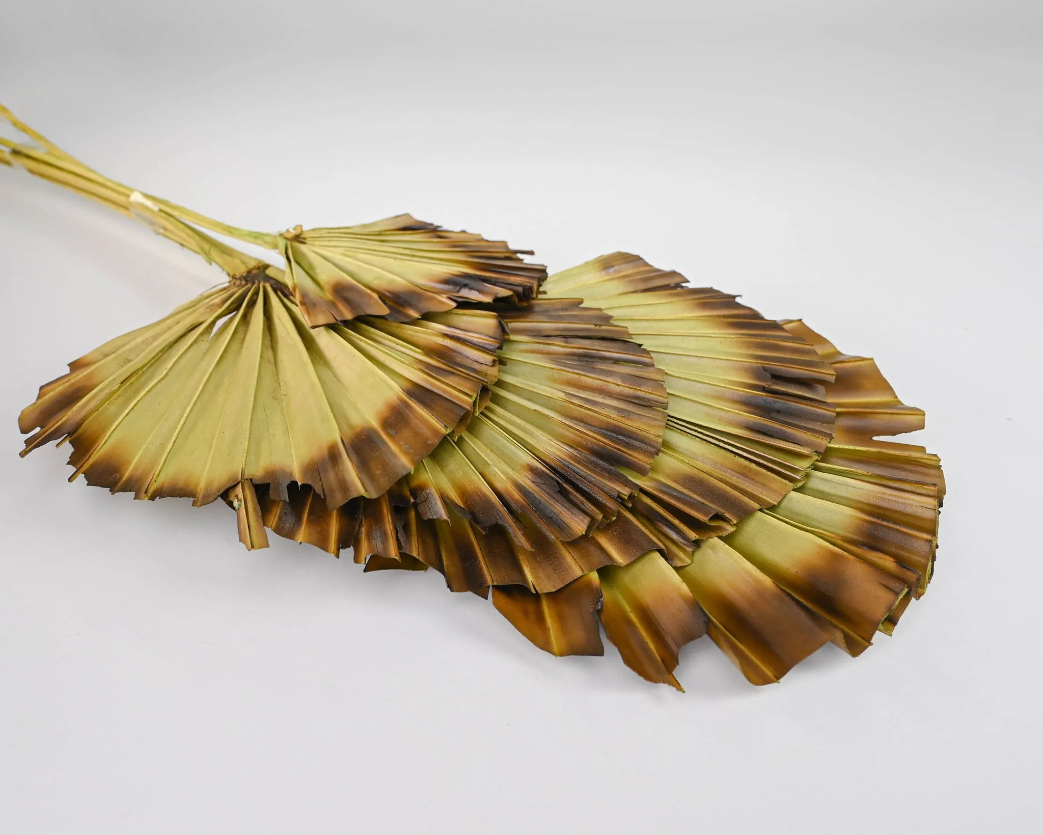 Burnt Sun Palm Fans